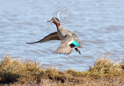 Common Teal 2 DM0399